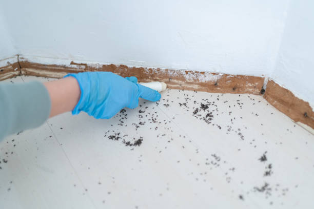 Real Estate Pest Inspections in Clayton, AL